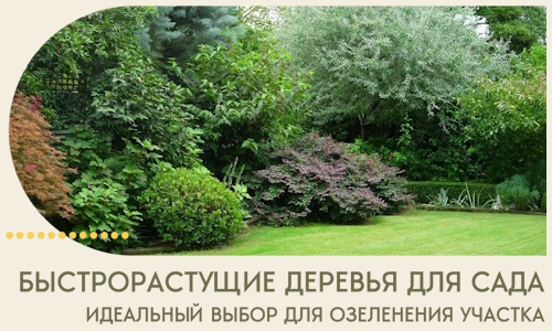 Быстрорастущие деревья для сада идеальный выбор в Назарове