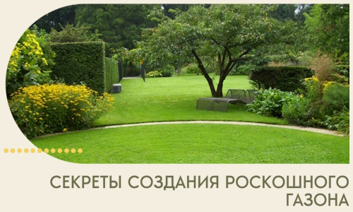 Секреты создания роскошного газона в Назарове